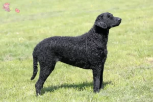 Mehr über den Artikel erfahren Curly Coated Retriever Züchter und Welpen in Hovedstaden