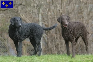 Mehr über den Artikel erfahren Curly Coated Retriever Züchter und Welpen in Île-de-France