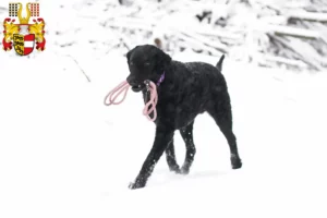 Mehr über den Artikel erfahren Curly Coated Retriever Züchter und Welpen in Kärnten