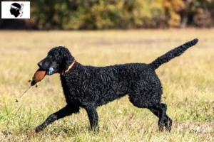 Mehr über den Artikel erfahren Curly Coated Retriever Züchter und Welpen auf Korsika