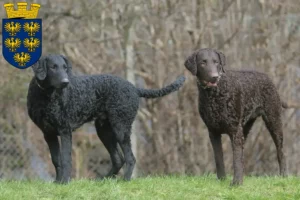 Mehr über den Artikel erfahren Curly Coated Retriever Züchter und Welpen in Niederösterreich