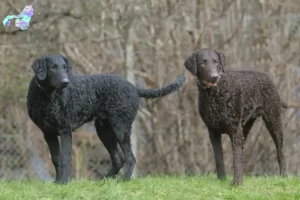 Mehr über den Artikel erfahren Curly Coated Retriever Züchter und Welpen in Nordjylland