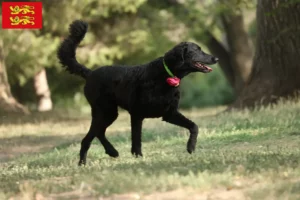 Mehr über den Artikel erfahren Curly Coated Retriever Züchter und Welpen in der Normandie