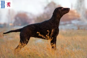 Mehr über den Artikel erfahren Curly Coated Retriever Züchter und Welpen in Nouvelle-Aquitaine