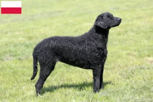 Mehr über den Artikel erfahren Curly Coated Retriever Züchter und Welpen in Polen