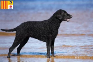 Mehr über den Artikel erfahren Curly Coated Retriever Züchter und Welpen in der Provence-Alpes-Côte d’Azur