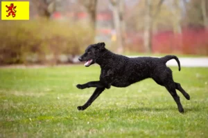 Mehr über den Artikel erfahren Curly Coated Retriever Züchter und Welpen in Südholland