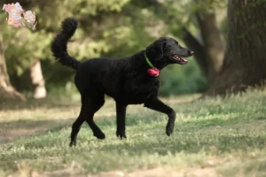 Mehr über den Artikel erfahren Curly Coated Retriever Züchter und Welpen in Syddanmark