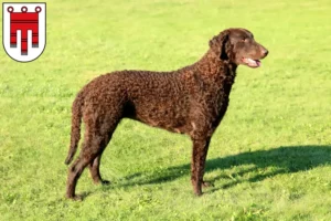 Mehr über den Artikel erfahren Curly Coated Retriever Züchter und Welpen in Vorarlberg