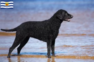 Mehr über den Artikel erfahren Curly Coated Retriever Züchter und Welpen in Zeeland