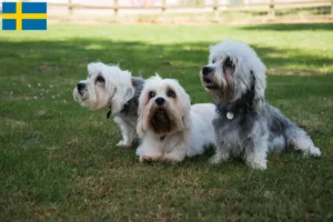 Mehr über den Artikel erfahren Dandie Dinmont Terrier Züchter und Welpen in Schweden