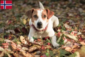 Mehr über den Artikel erfahren Danish-Swedish Farmdog Züchter und Welpen in Norwegen