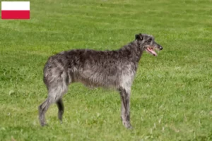 Mehr über den Artikel erfahren Deerhound Züchter und Welpen in Polen