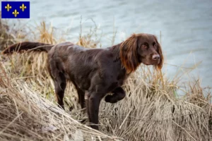 Mehr über den Artikel erfahren Deutsch Langhaar Züchter und Welpen in Île-de-France