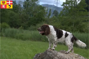 Mehr über den Artikel erfahren Deutscher Wachtelhund Züchter und Welpen in Auvergne-Rhône-Alpes