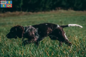 Mehr über den Artikel erfahren Deutscher Wachtelhund Züchter und Welpen in Bourgogne-Franche-Comté