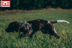 Mehr über den Artikel erfahren Deutscher Wachtelhund Züchter und Welpen in Bremen