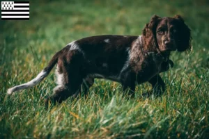 Mehr über den Artikel erfahren Deutscher Wachtelhund Züchter und Welpen in der Bretagne