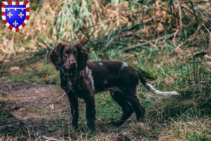 Mehr über den Artikel erfahren Deutscher Wachtelhund Züchter und Welpen in Centre-Val de Loire