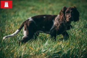 Mehr über den Artikel erfahren Deutscher Wachtelhund Züchter und Welpen in Hamburg