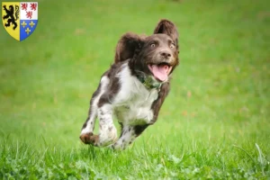 Mehr über den Artikel erfahren Deutscher Wachtelhund Züchter und Welpen in Hauts-de-France