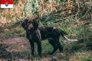 Mehr über den Artikel erfahren Deutscher Wachtelhund Züchter und Welpen in Hessen