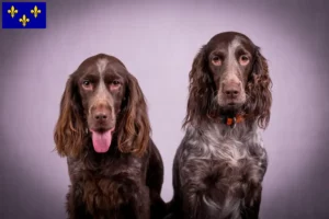 Mehr über den Artikel erfahren Deutscher Wachtelhund Züchter und Welpen in Île-de-France