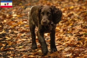 Mehr über den Artikel erfahren Deutscher Wachtelhund Züchter und Welpen in Mecklenburg-Vorpommern