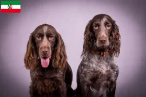 Mehr über den Artikel erfahren Deutscher Wachtelhund Züchter und Welpen in Nordrhein-Westfalen