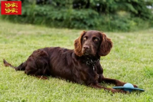 Mehr über den Artikel erfahren Deutscher Wachtelhund Züchter und Welpen in der Normandie