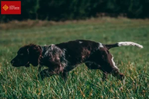 Mehr über den Artikel erfahren Deutscher Wachtelhund Züchter und Welpen in Okzitanien
