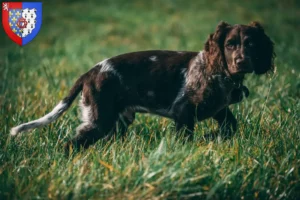 Mehr über den Artikel erfahren Deutscher Wachtelhund Züchter und Welpen in Pays de la Loire