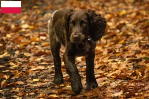 Mehr über den Artikel erfahren Deutscher Wachtelhund Züchter und Welpen in Polen