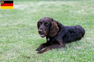 Mehr über den Artikel erfahren Deutscher Wachtelhund Züchter und Welpen in Rheinland-Pfalz