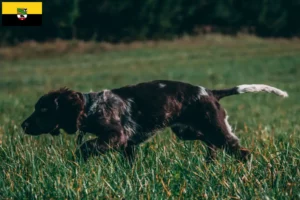 Mehr über den Artikel erfahren Deutscher Wachtelhund Züchter und Welpen in Sachsen-Anhalt