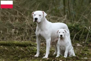 Mehr über den Artikel erfahren Dogo Argentino Züchter und Welpen in Polen