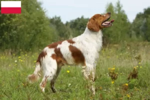 Mehr über den Artikel erfahren Epagneul Breton Züchter und Welpen in Polen