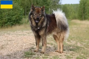 Mehr über den Artikel erfahren Eurasier Züchter und Welpen in der Ukraine