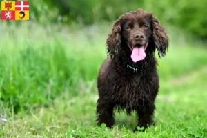 Mehr über den Artikel erfahren Field Spaniel Züchter und Welpen in Auvergne-Rhône-Alpes