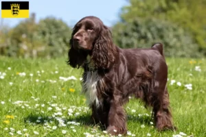 Mehr über den Artikel erfahren Field Spaniel Züchter und Welpen in Baden-Württemberg