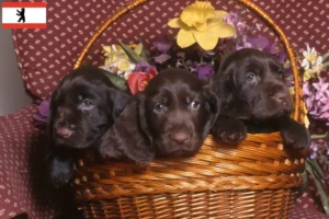 Mehr über den Artikel erfahren Field Spaniel Züchter und Welpen in Berlin