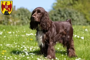 Mehr über den Artikel erfahren Field Spaniel Züchter und Welpen im Burgenland