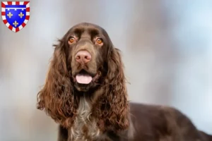 Mehr über den Artikel erfahren Field Spaniel Züchter und Welpen in Centre-Val de Loire