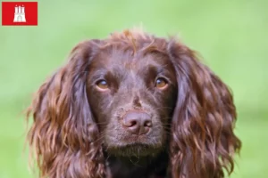 Mehr über den Artikel erfahren Field Spaniel Züchter und Welpen in Hamburg