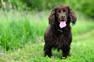 Mehr über den Artikel erfahren Field Spaniel Züchter und Welpen in Hovedstaden