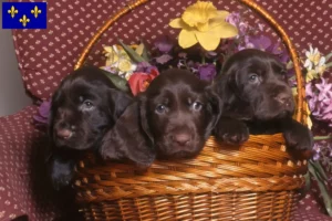 Mehr über den Artikel erfahren Field Spaniel Züchter und Welpen in Île-de-France