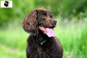 Mehr über den Artikel erfahren Field Spaniel Züchter und Welpen auf Korsika