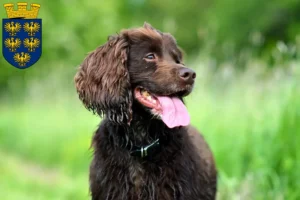 Mehr über den Artikel erfahren Field Spaniel Züchter und Welpen in Niederösterreich