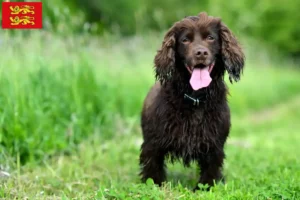 Mehr über den Artikel erfahren Field Spaniel Züchter und Welpen in der Normandie