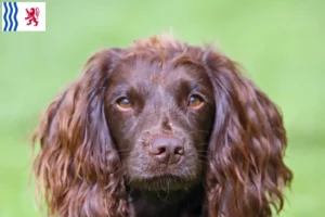 Mehr über den Artikel erfahren Field Spaniel Züchter und Welpen in Nouvelle-Aquitaine